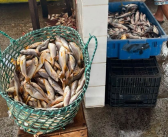 *O verão maracanaense chegou trazendo uma das maiores riquezas da nossa terra: a abundância de peixes em nosso Mercado Municipal!*