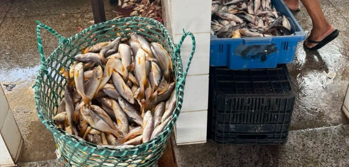 *O verão maracanaense chegou trazendo uma das maiores riquezas da nossa terra: a abundância de peixes em nosso Mercado Municipal!*
